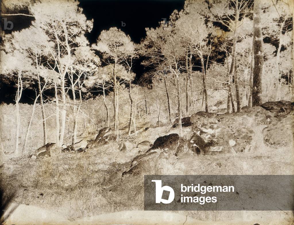 The trees of the forest of Fontainebleau