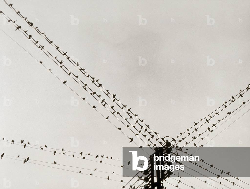 Swallows perched on a power line.