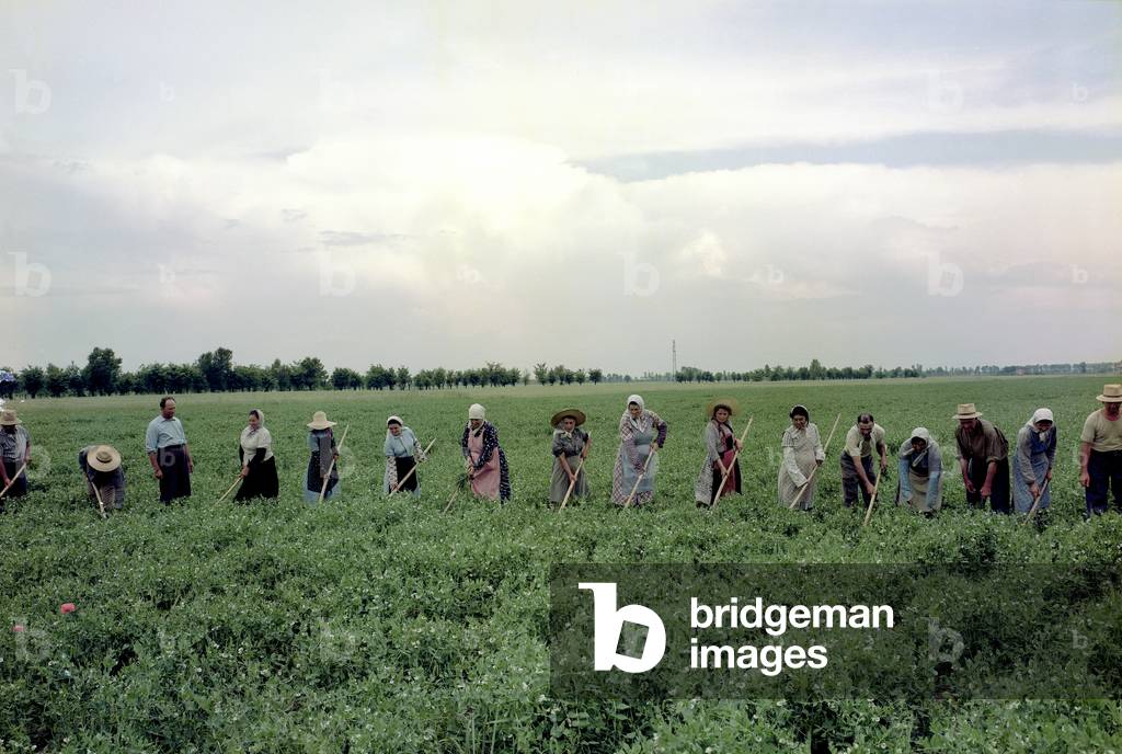 A.C.L.I. Cavaliera agricultural estate, working in the fields, Lodigiano