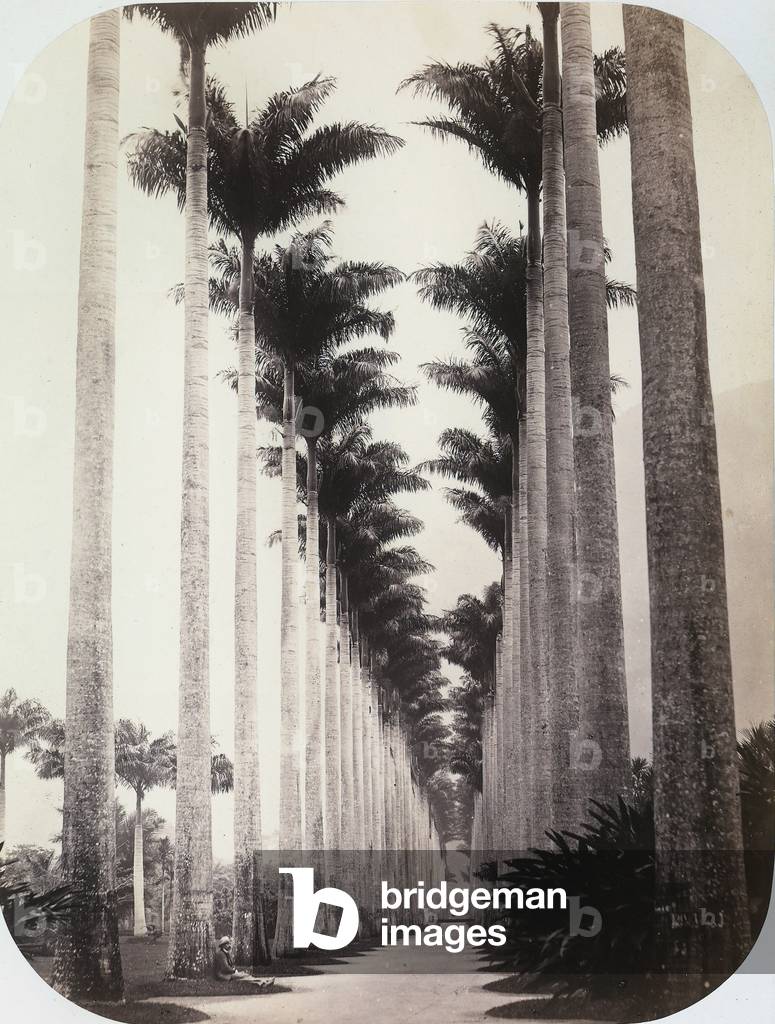 Avenue of palm trees in the Botanical Garden in Rio de Janeiro in Brazil
