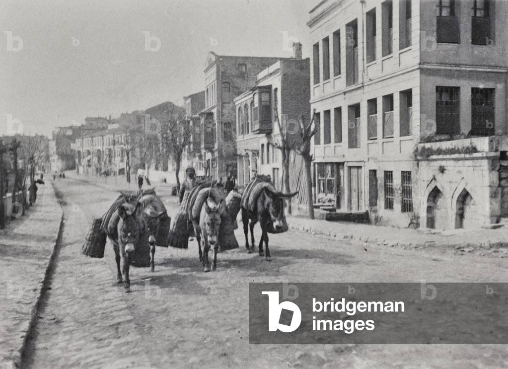 Donkeys, Izmir, 1904 (print on double-weight paper)