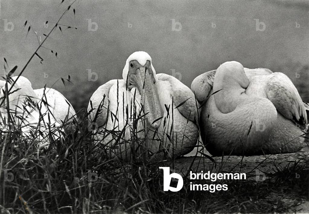 Three pelicans amongst the grass