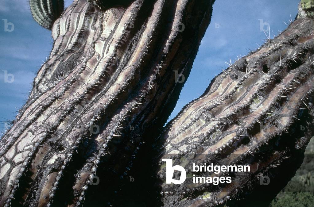 Detail of a cactus plant