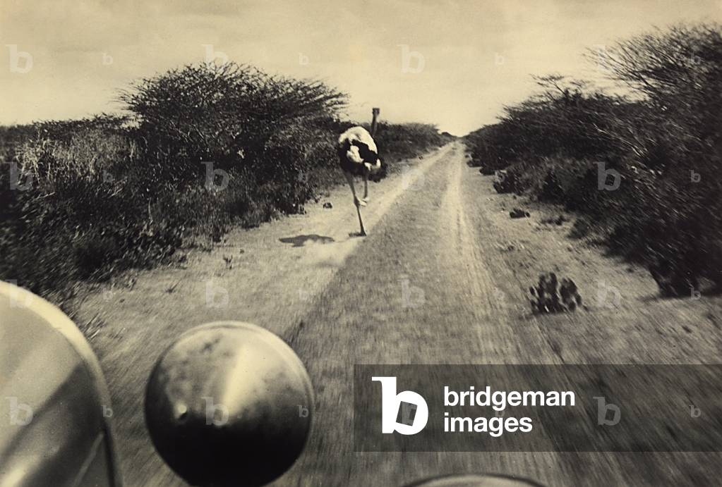 An ostrich runs alongside an automobile