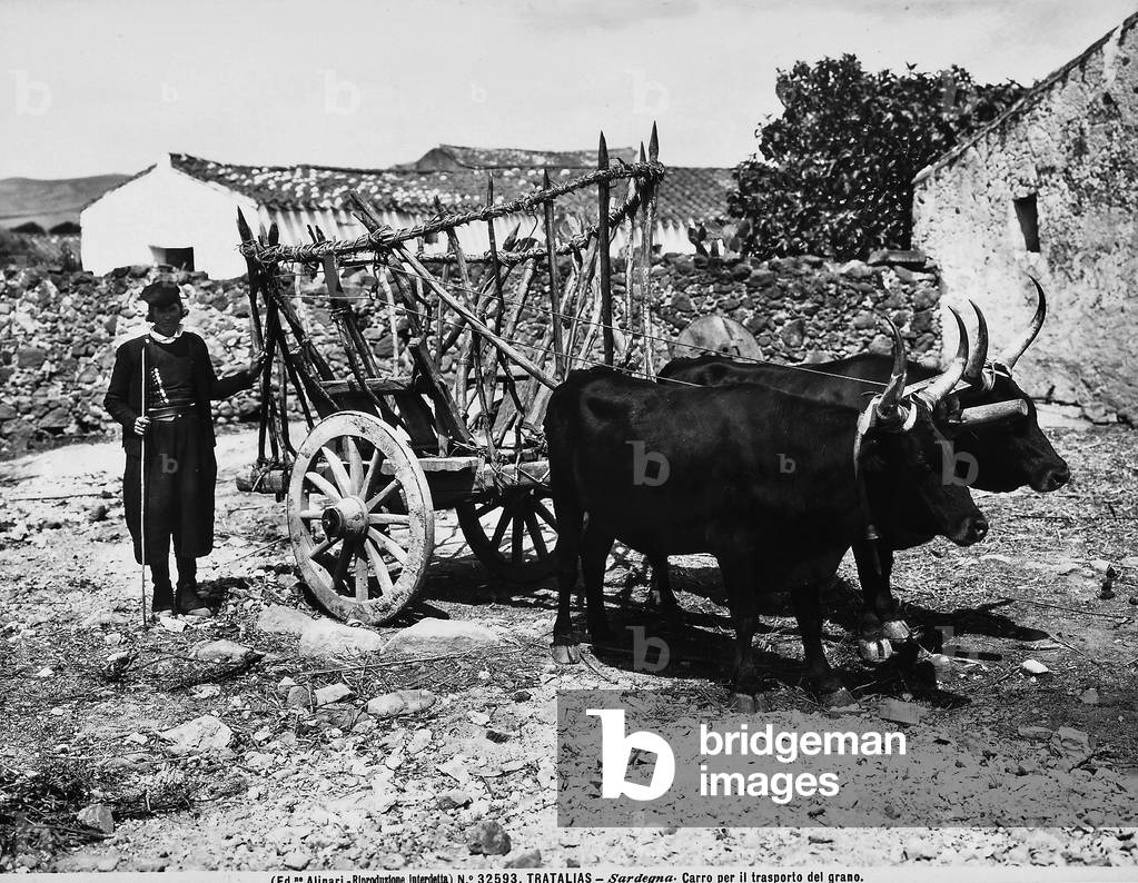 Cart for transporting grain, pulled by two oxen with a farmer on the side, photographed in a farm in Tratalias, Sardinia.