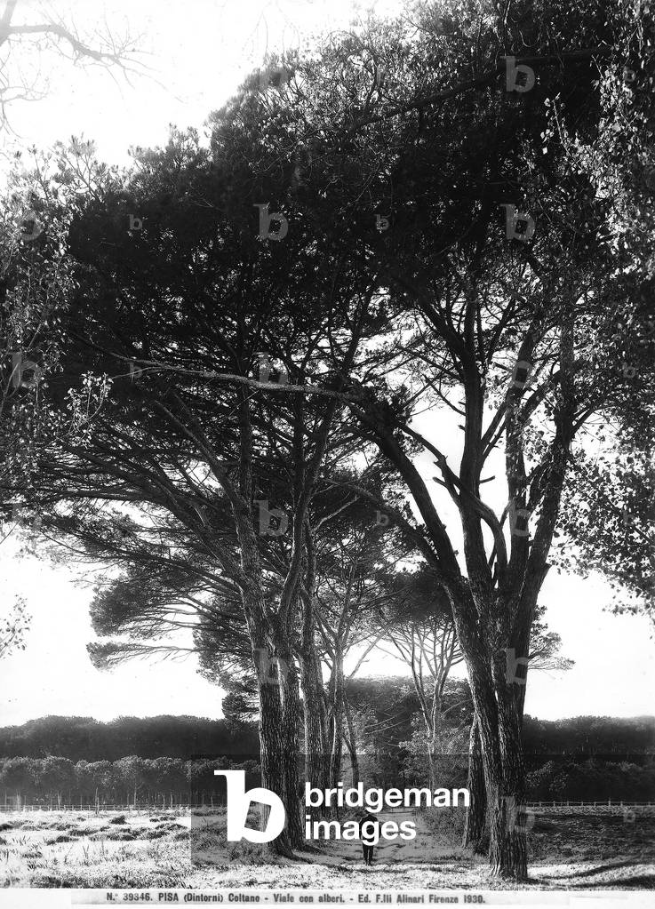 A tree-lined avenue in the country in the locality of Coltano, near Pisa