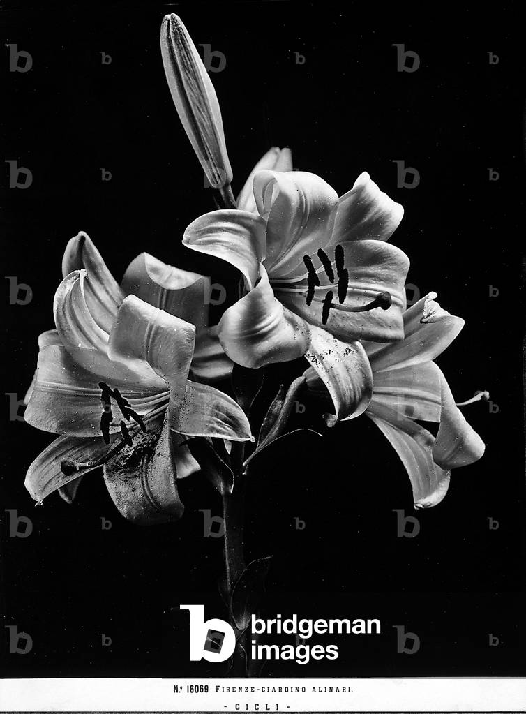 Example of a lily in the Alinari Gardens, Florence.