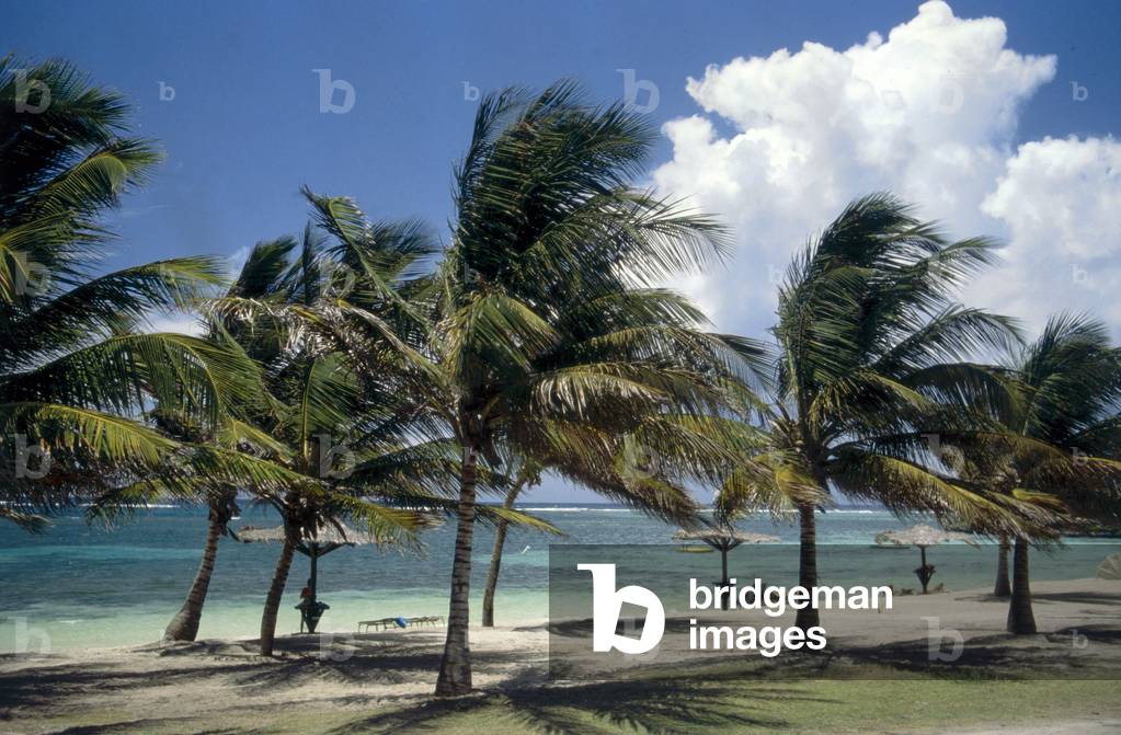 A beach with palm trees and a string of umbrellas, on a Caribbean island