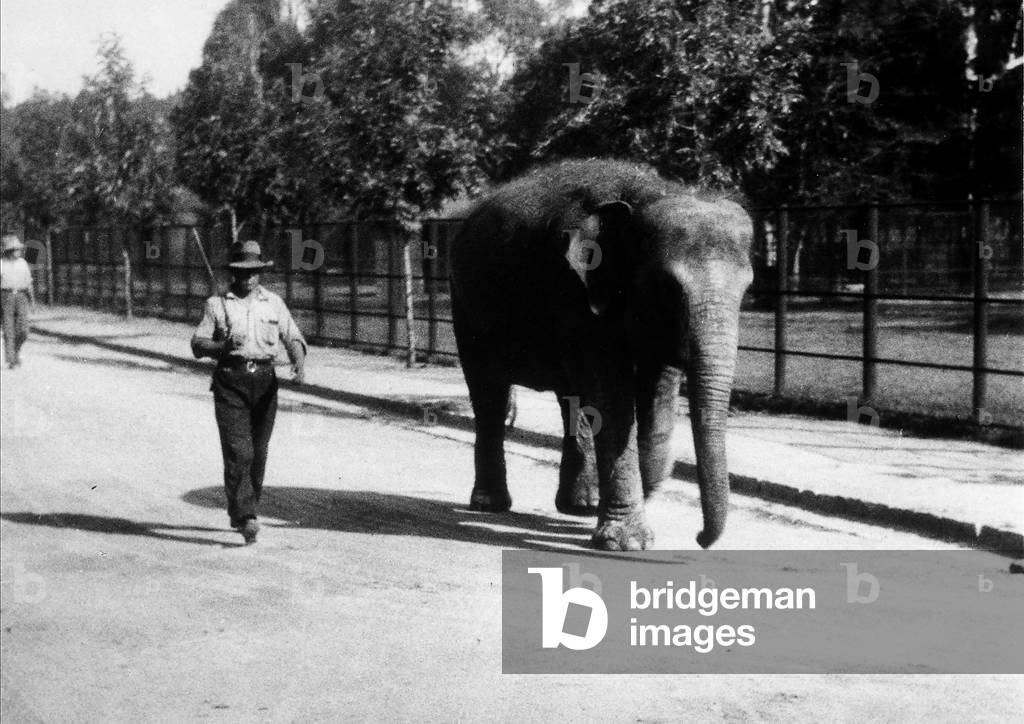A man with an elephant in the zoological garden of Johannesburg