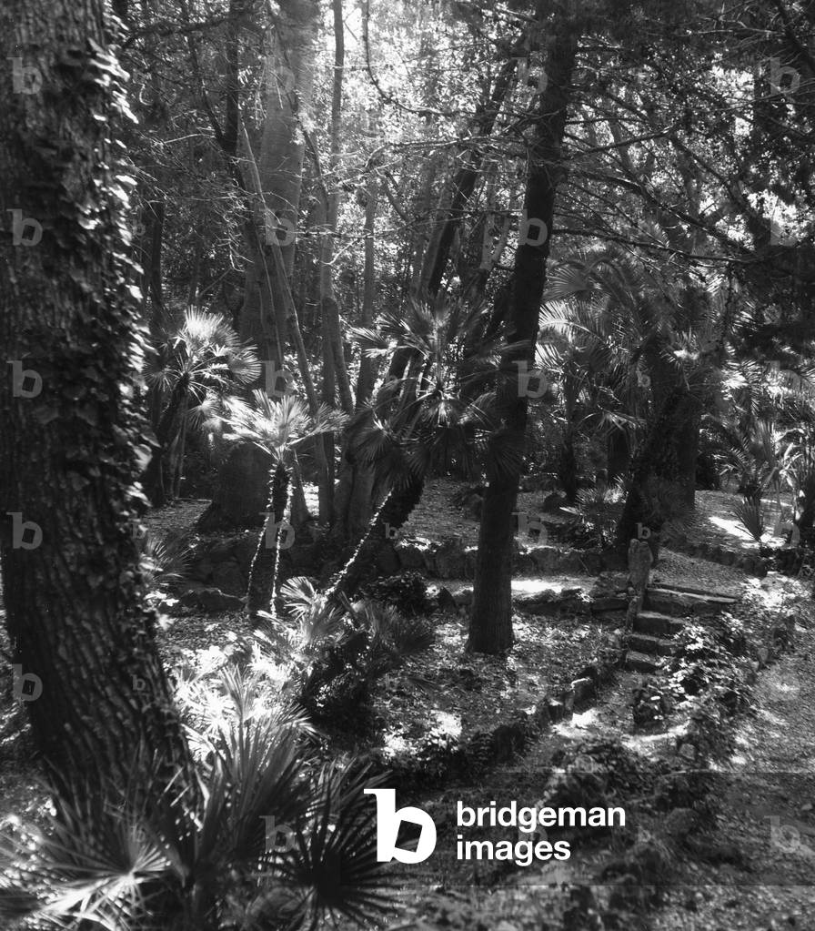 Vegetation in the Parco Corsini in Porto Ercole (b/w photo)
