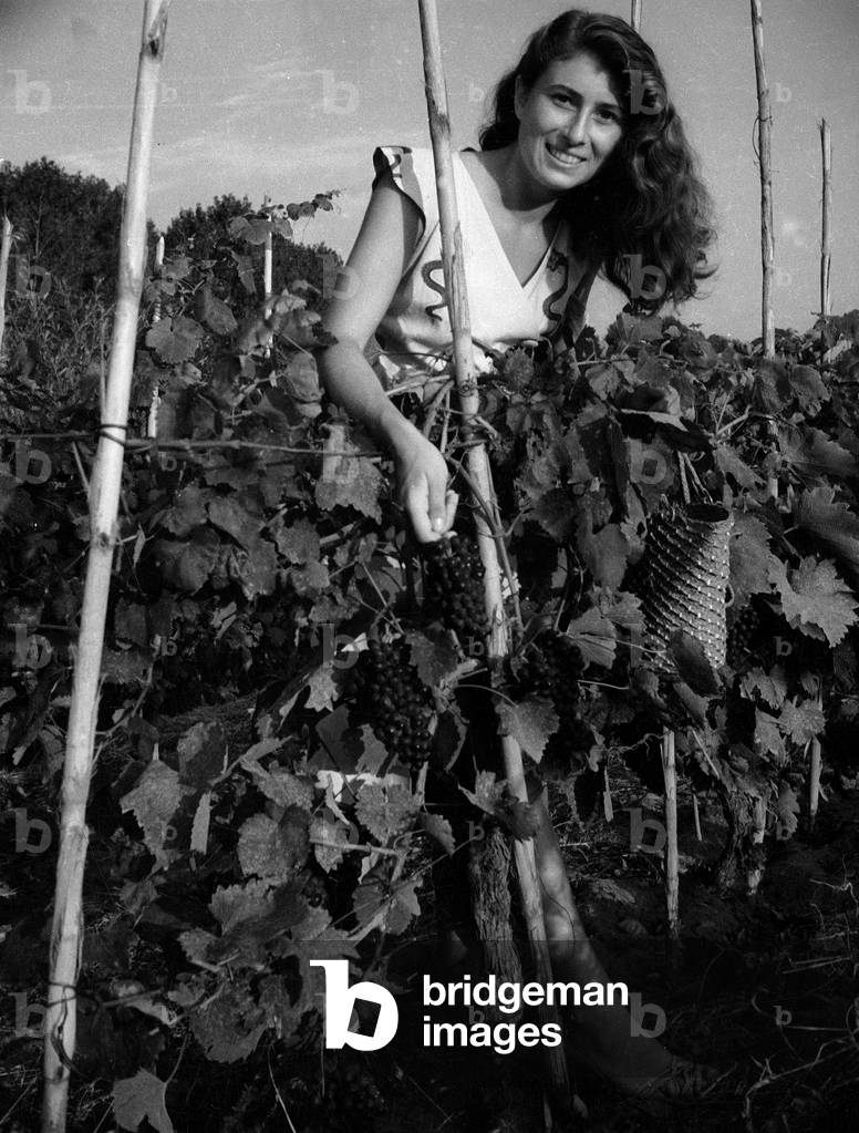 Portrait of a woman among the grapes vine stock