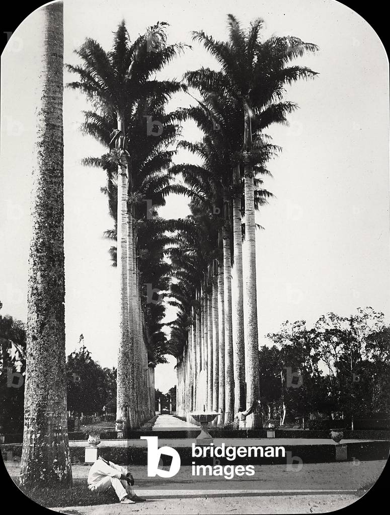 Rows of palms at the entrance to the Botanical Gardens in Rio de Janeiro, in Brazil, 1870 (print on double-weight paper)