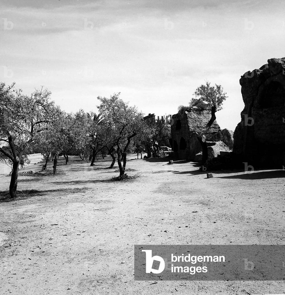 Olive grove and ruins on the outskirts of Agrigento