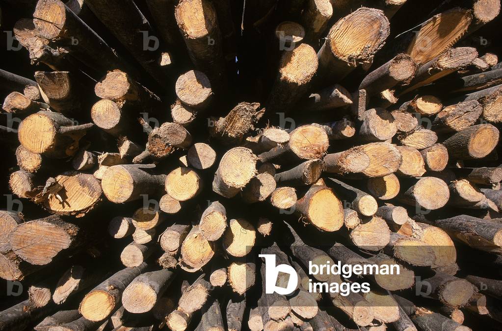 Wood pile in the Capaccia Farm near Radda in Chianti