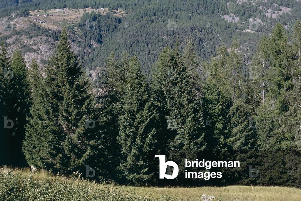 Fir woods in Val d'Aosta