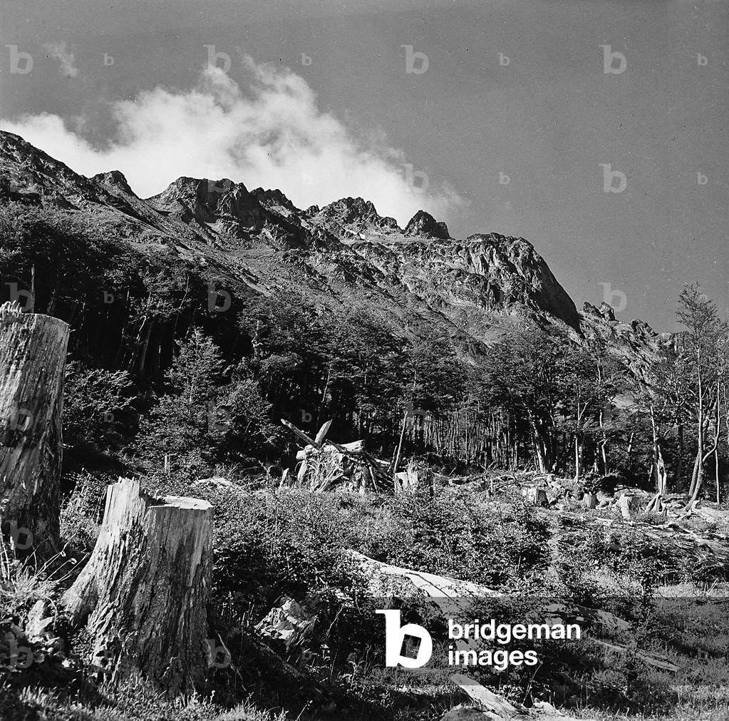 Wooded corner of the Tierra del Fuego National Park
