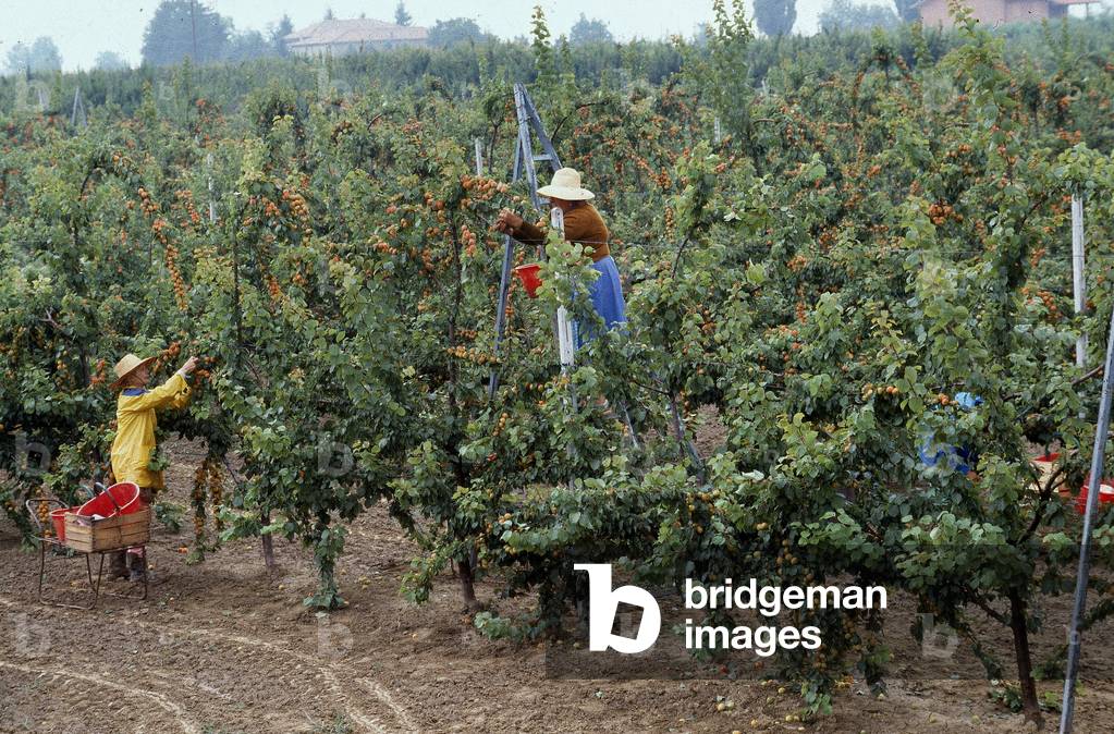 Farmers harvesting apricots, in Romagna, Italy