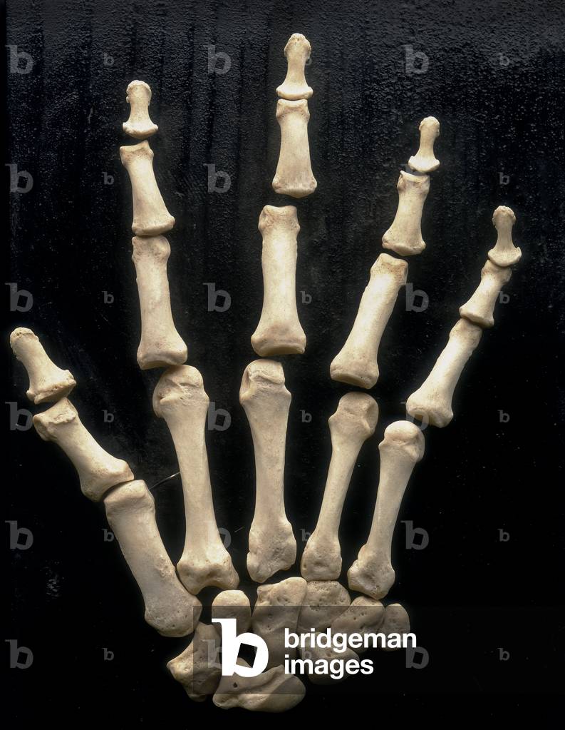 Right hand. Anatomical exhibit housed at the Università degli Studi di Firenze, Department of Anatomy, Histology, Legal Medicine, Anatomy Section