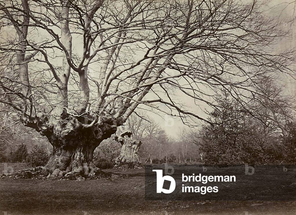 The trees of Burnham, near Windsor