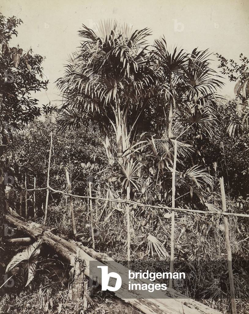 Rio de Janiero: the tropical rainforest in Brazil