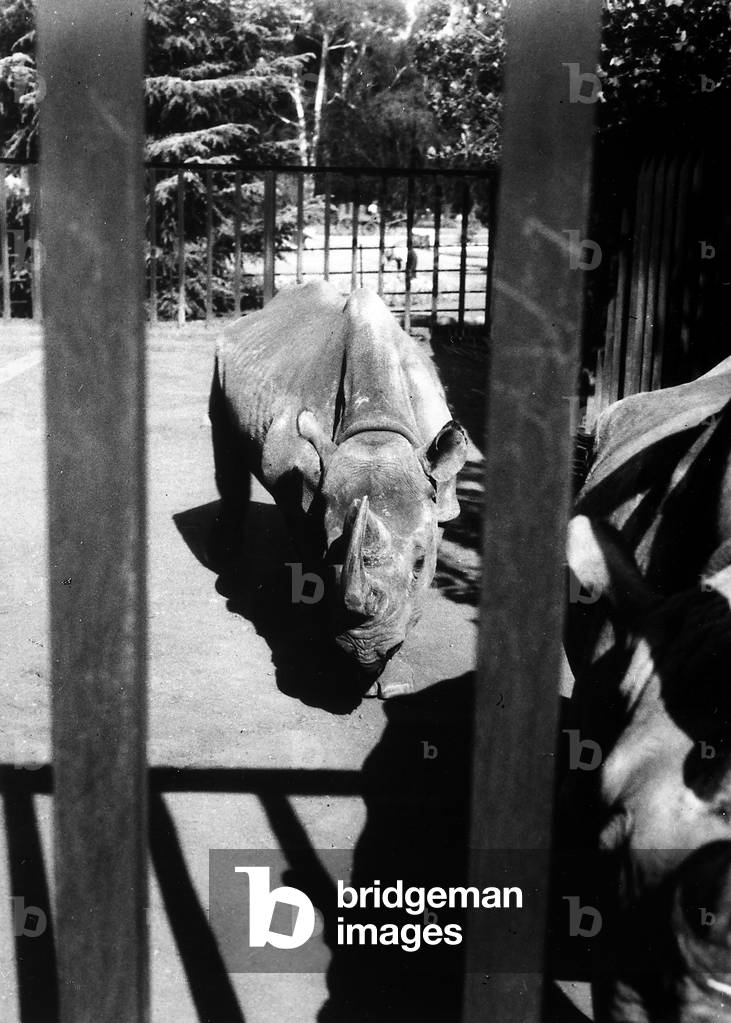 Rhinocerous behind the bars of an enclosure in the zoological garden of Johannesburg