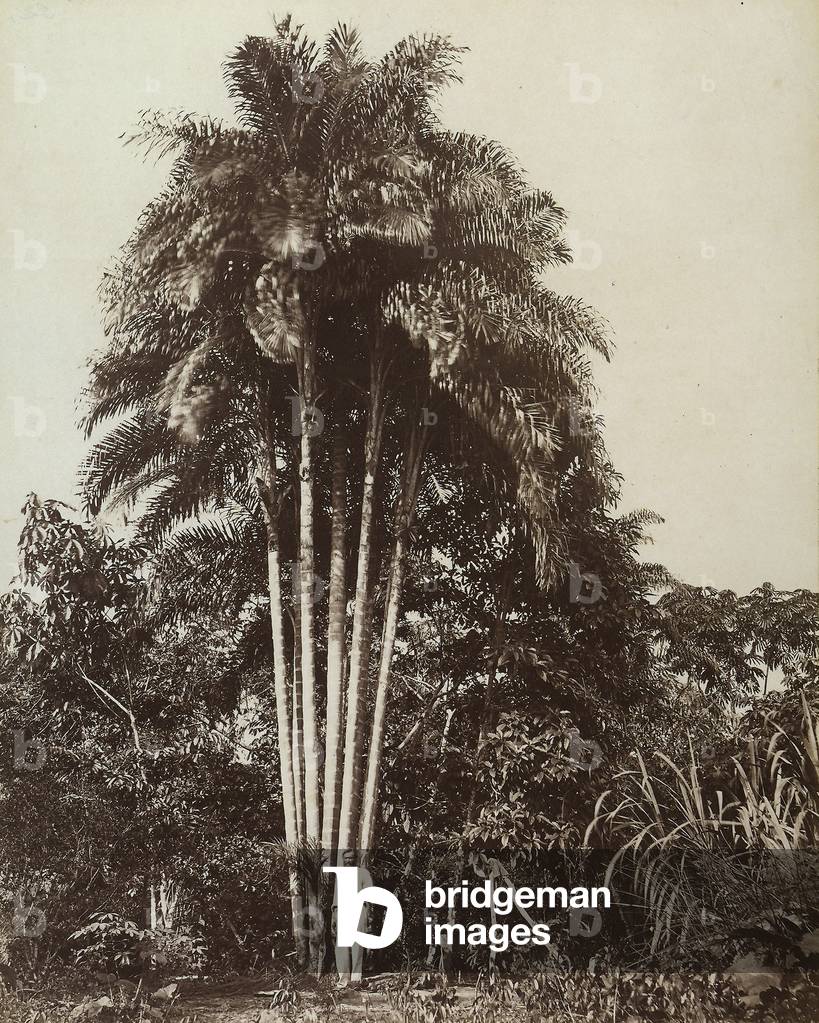 Rio de Janiero: palms in Brazil