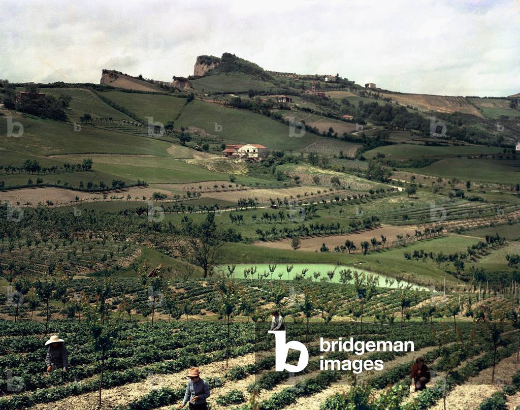 Farmers working in a field