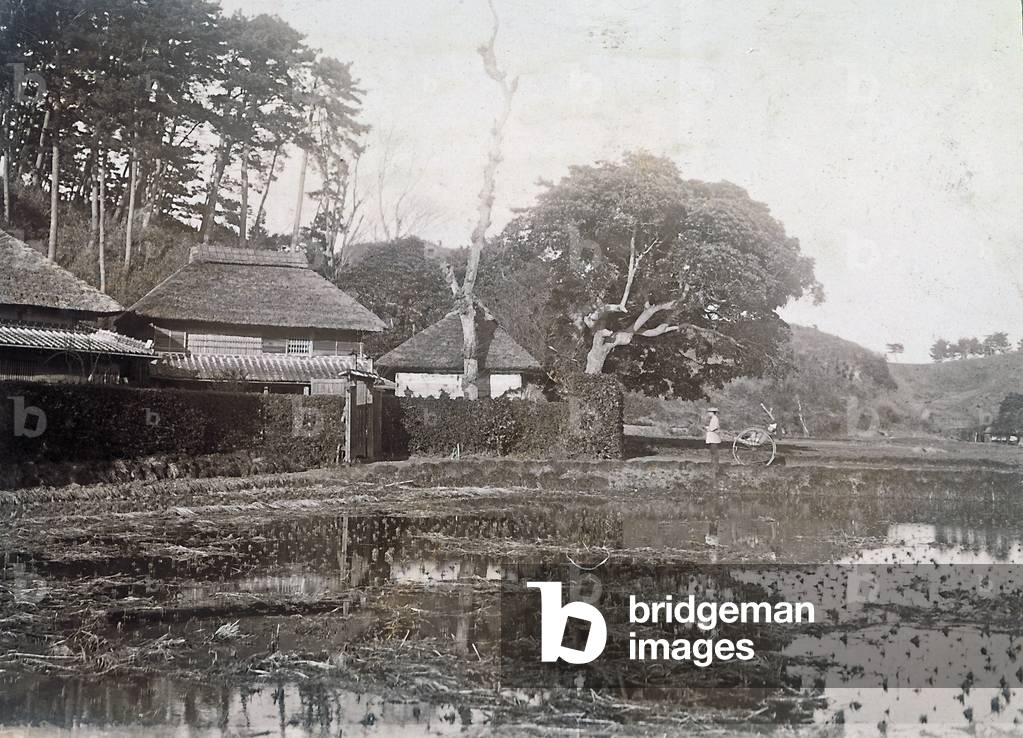 Rice fields in the countryside of Yoko, Japan