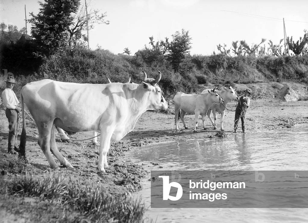 Oxen on the banks of the Tiber at Ponte San Giovanni, between Perugia and Assisi