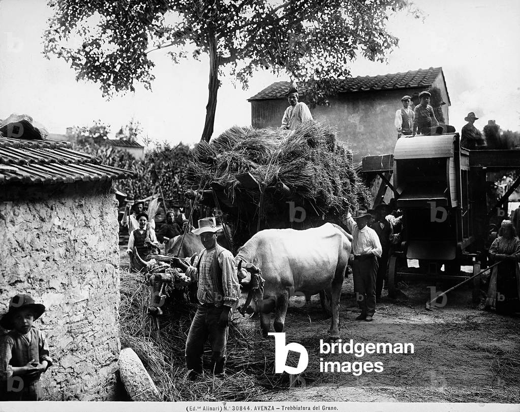 Threshing grain in Avenza near Carrara