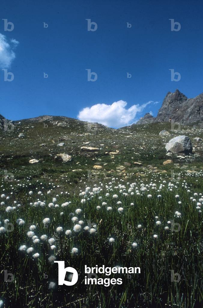Scene of a mountain field with some Eryophorum flowers