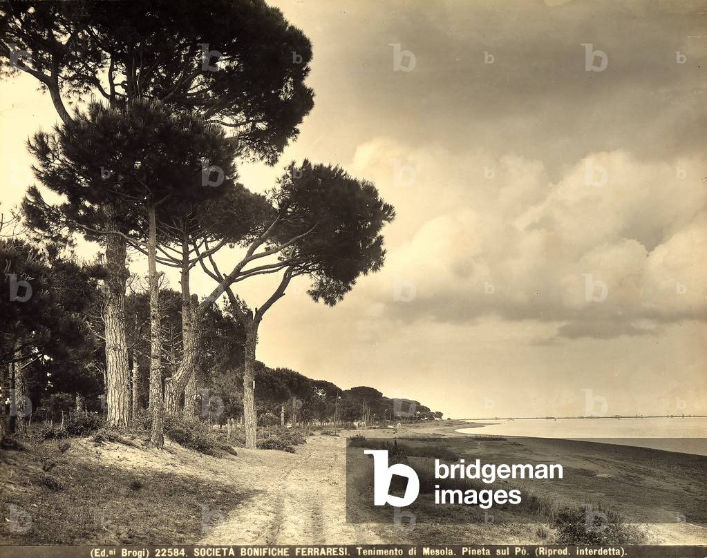 View of the pine forest on the Po at Mensola, rural center in the hinterland of Ferrara., 1920 - 1930 c. (b/w photo)