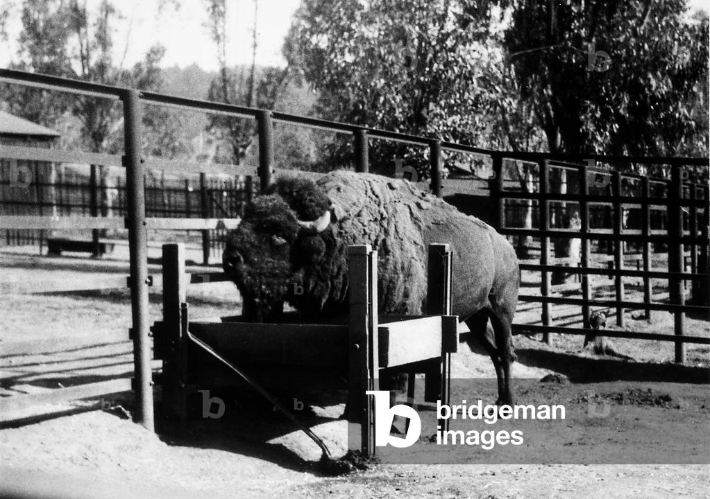A buffalo in an enclosure of the zoological garden in Johannesburg