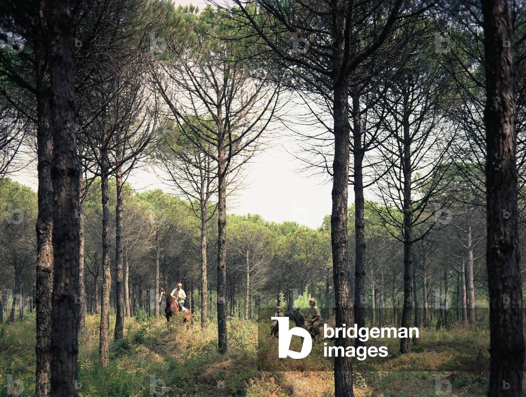 Horse riding through the pine trees, Ravenna
