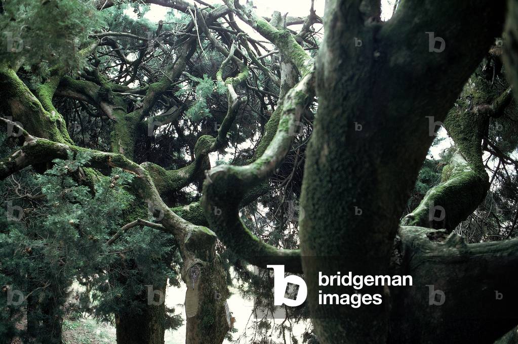 Branches of an old cypress tree on the outskirts of San Donato in Perano, Chianti, Italy (photo)