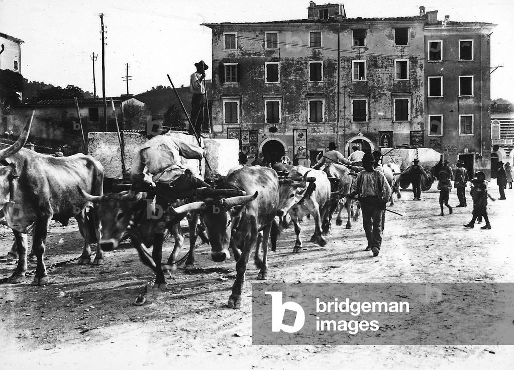 Carrara: oxen transport large blocks of marble coming from the Apuan quarries to a workshop or the studio of some sculptor (b/w photo)