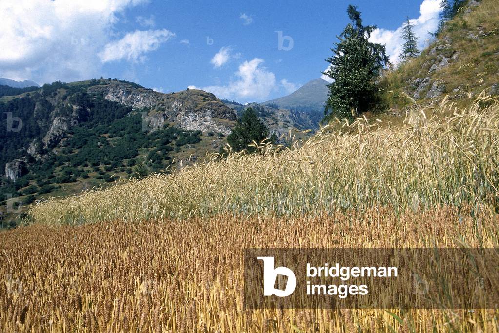 Scene of a mountain landscape, in the forefront, crops of rye