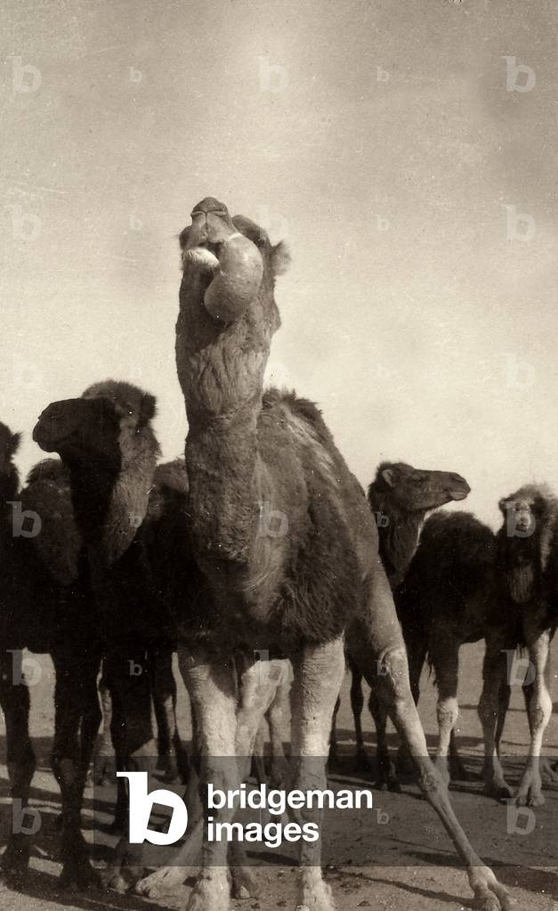 A deformed dromedary