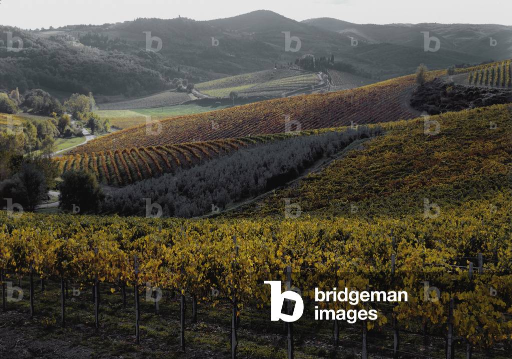 Vineyards of the Castello di Albola, in Radda in Chianti, Siena