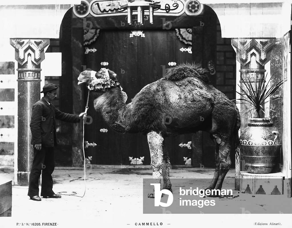 A camel with his keeper in Florence