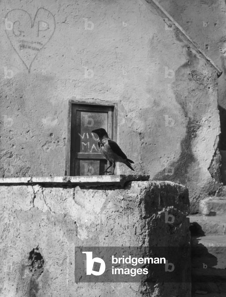 Crow on a wall of a house to Anguillara (b/w photo)