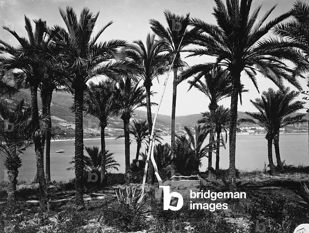 Bordighera. A group of palms