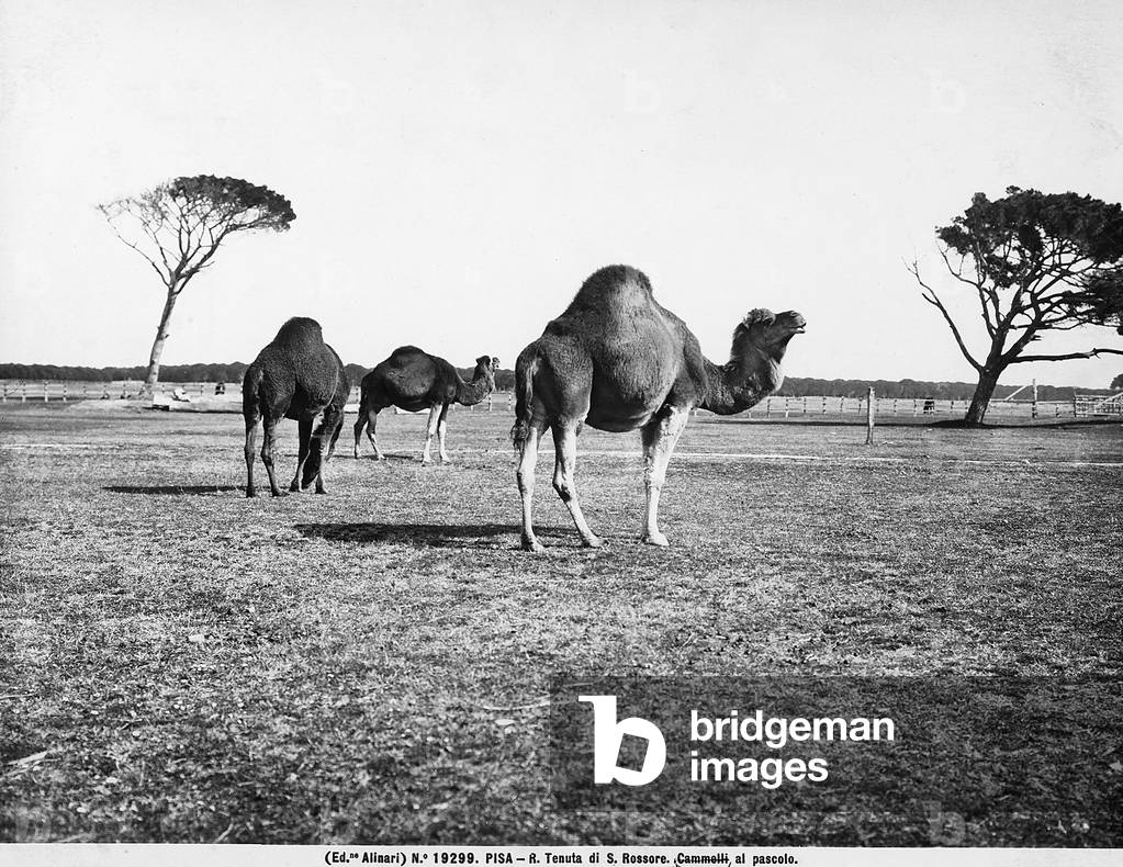 Camels in the San Rossore estate, Pisa