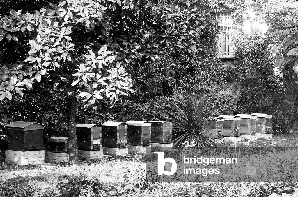 Beehives in the garden of the castle of Montalbano, also known as Rocca Tedalda, owned by the Beccari family and located near Florence. The well-known botanist Odoardo Beccari lived here