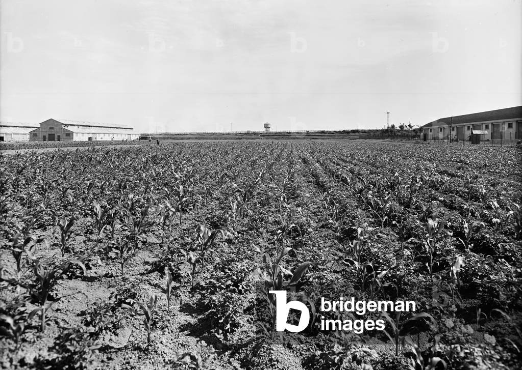 The meadows of Caprara during the Second World War (b/w photo)