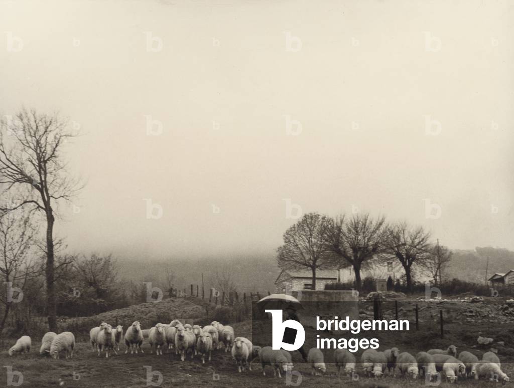 Sheep grazing in Saturnia (b/w photo)