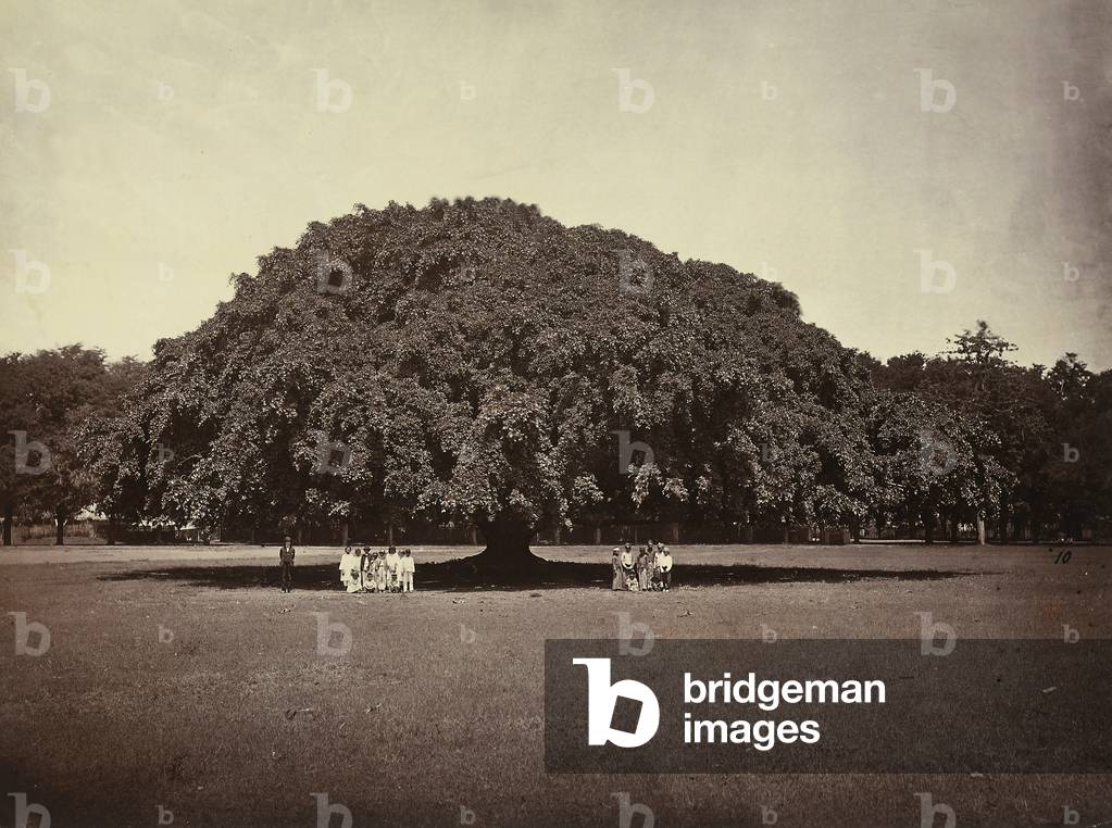 A souvenir of Odoardo Beccari's journeys: a large fig tree near Java, Indonesia