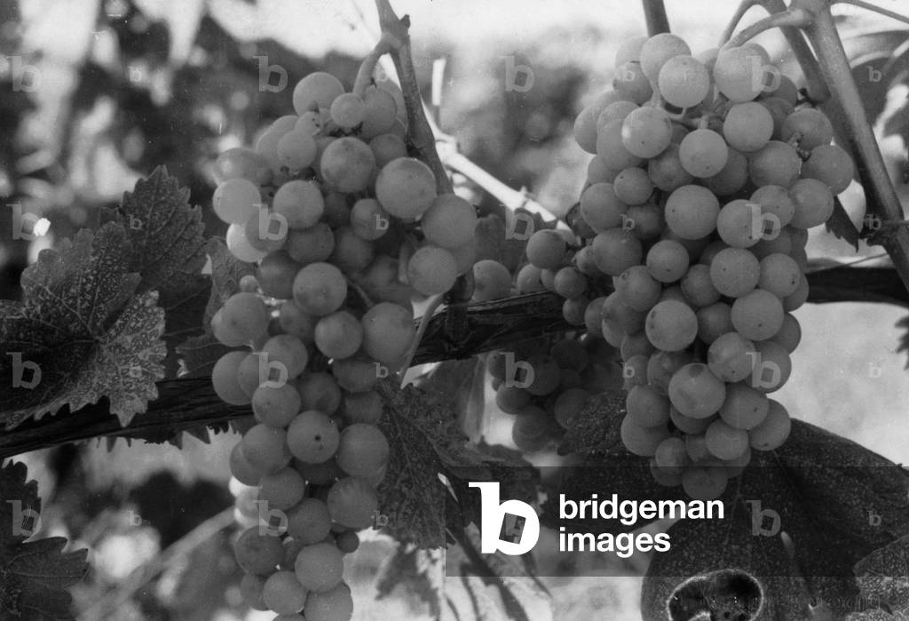 Bunches of grapes