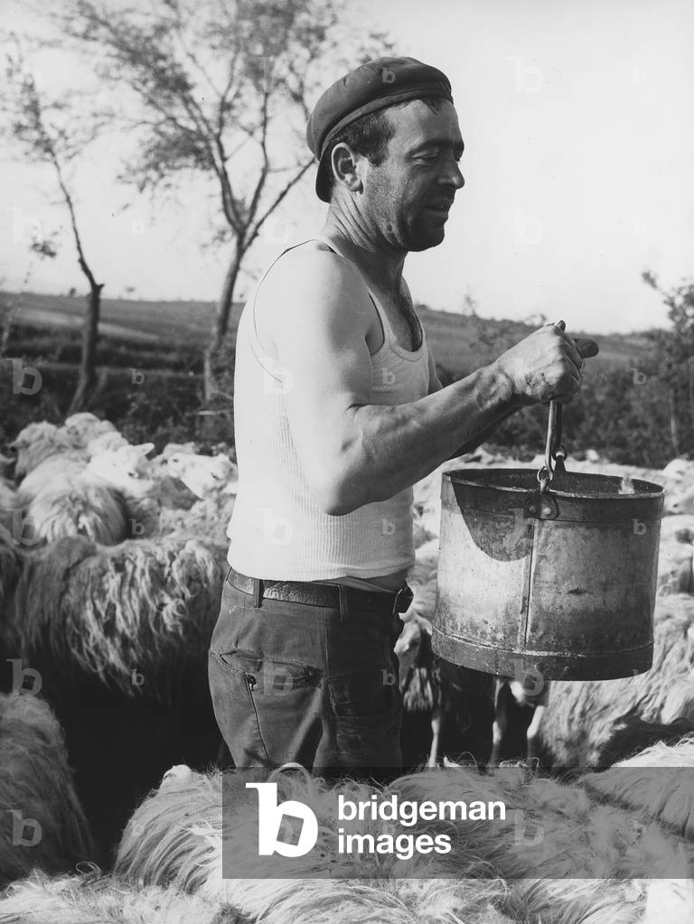 Shepherd the flock in Ischia di Castro (b/w photo)