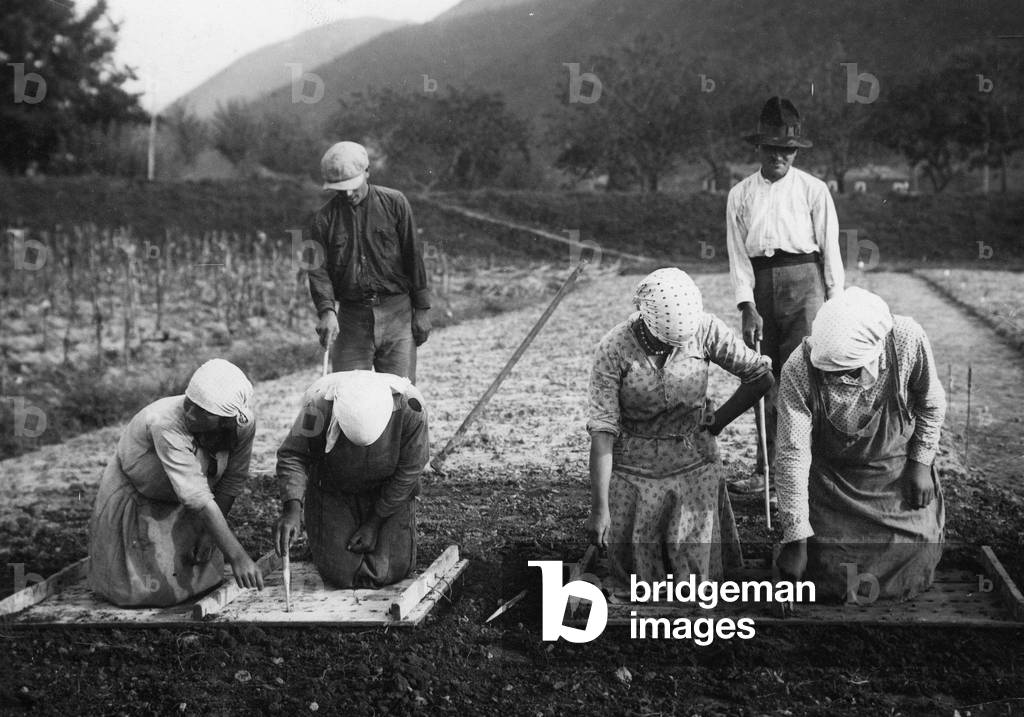 agriculture, planting with pegboards, 1930-1940